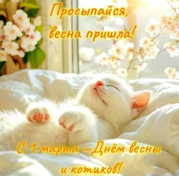 утренние котики