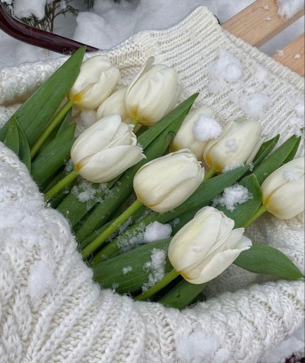 белые тюльпаны