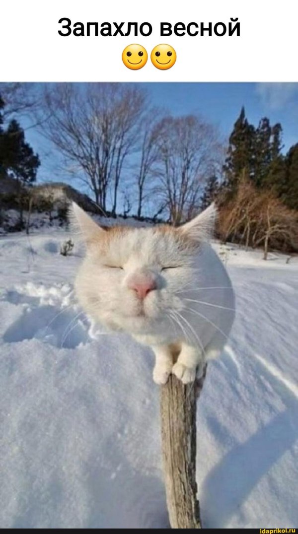 зимние коты