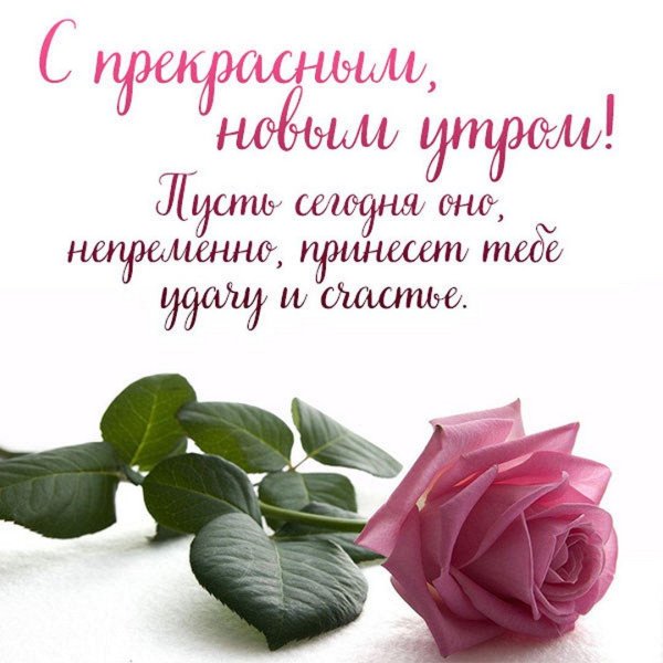 розовая роза