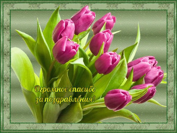 красивые тюльпаны