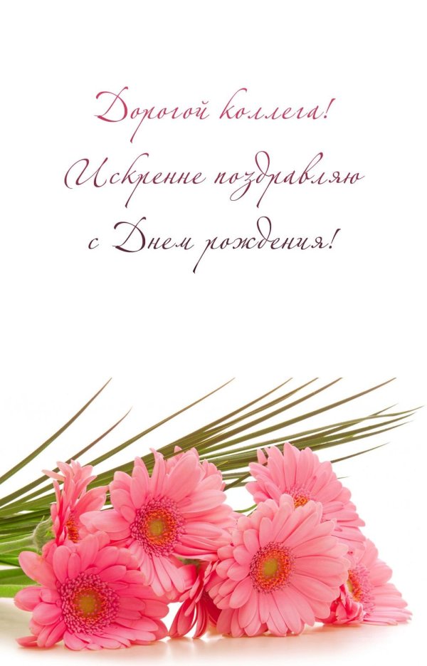 розовая гербера