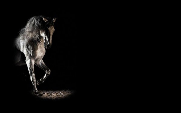 белая лошадь