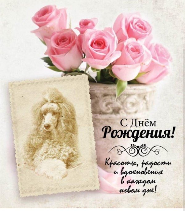 пудель рисунок