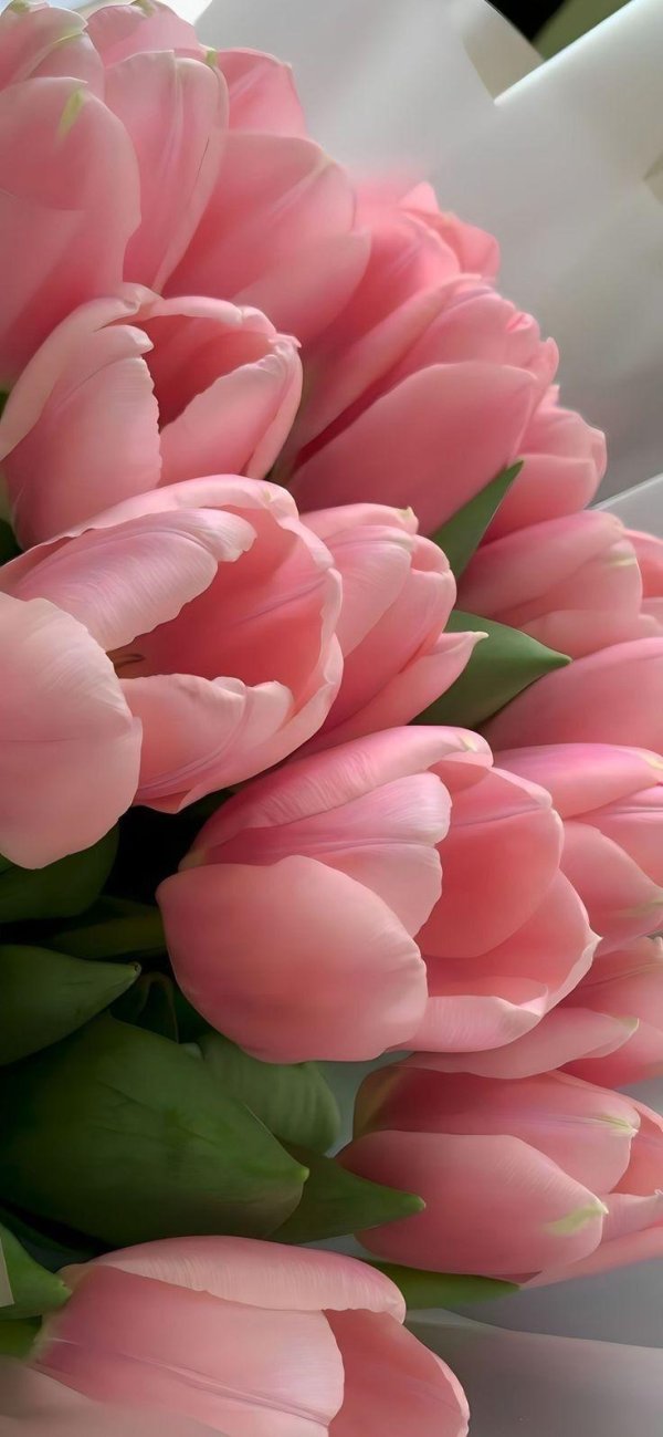 тюльпаны нежность