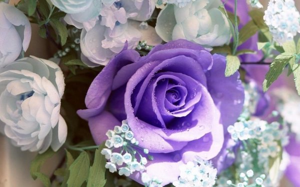 роза пурпл фиолет