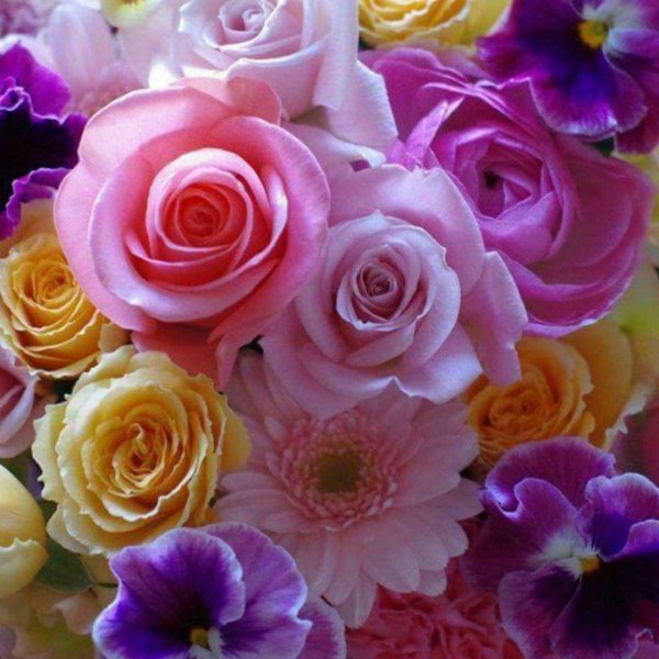 роскошные цветы