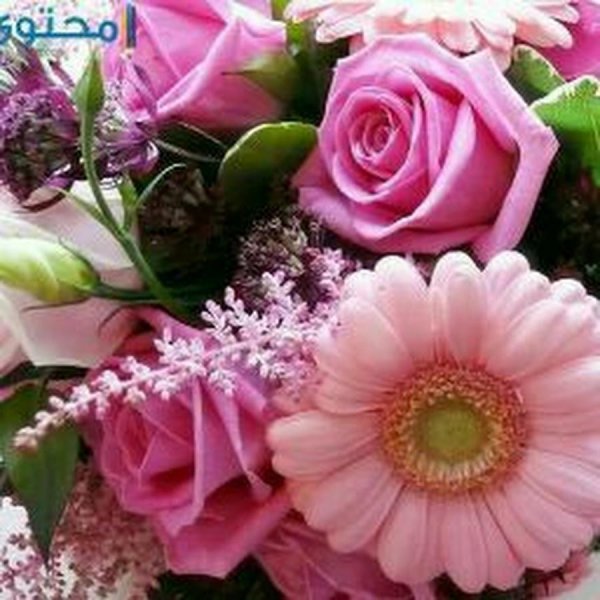 гербера цветок