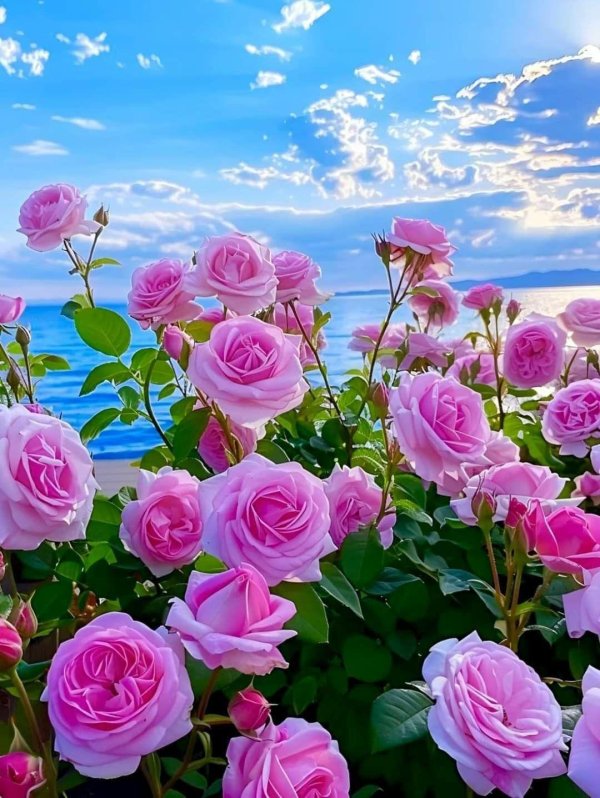 красивая роза