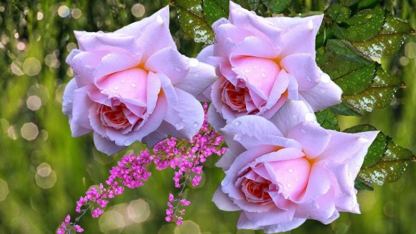 цветок в росе