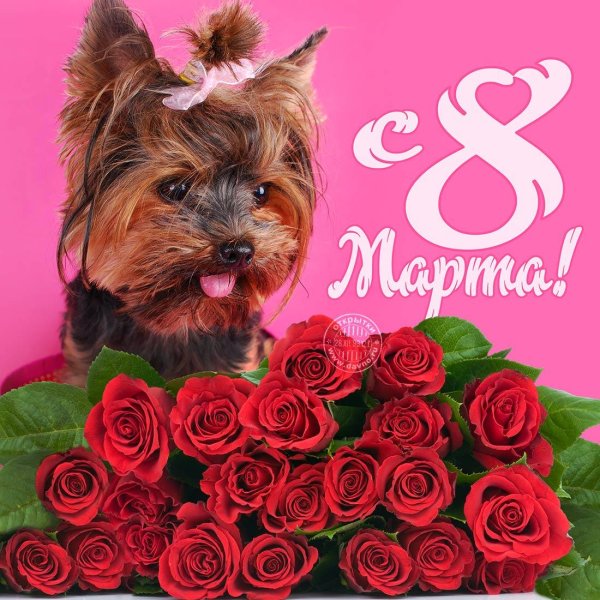 йоркширский терьер