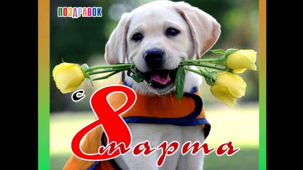 собака лабрадор