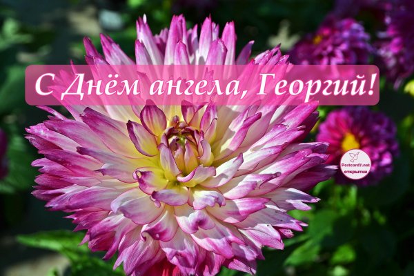 полукактусовые георгины