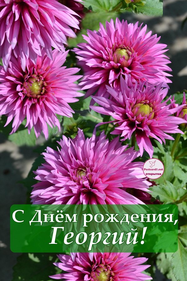 георгины дороганова