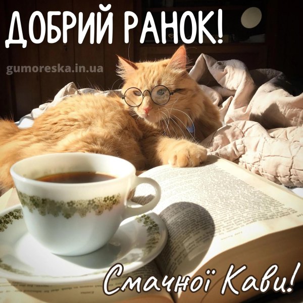 уютный котик
