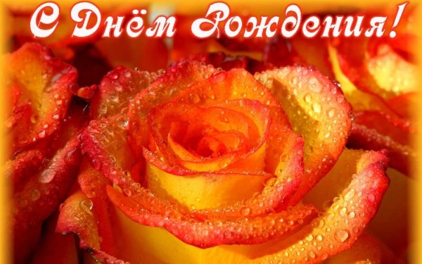 роза оранжевая