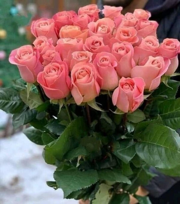 роза эксфлора