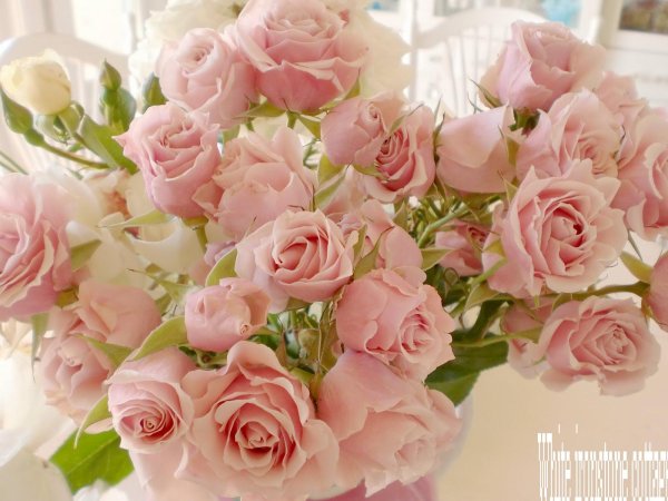 нежный цветок