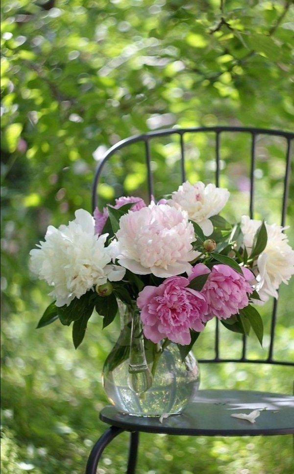 розовые пионы