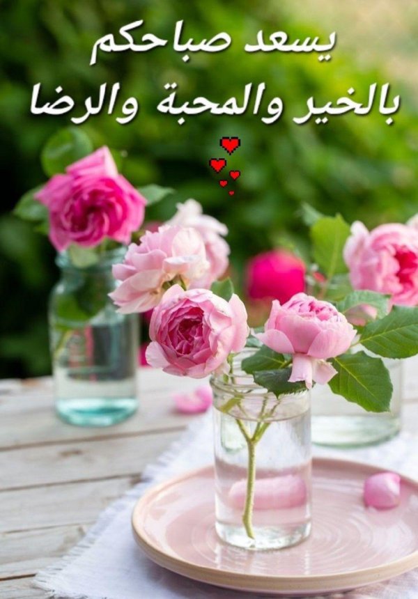 розовая роза