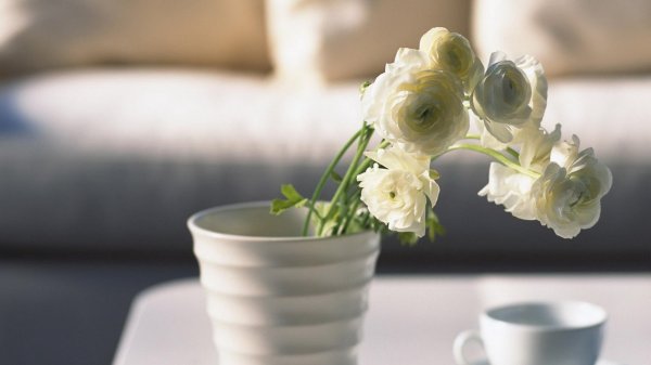 ранункулюс элеганс вайт