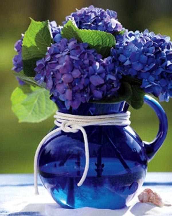 голубая гортензия