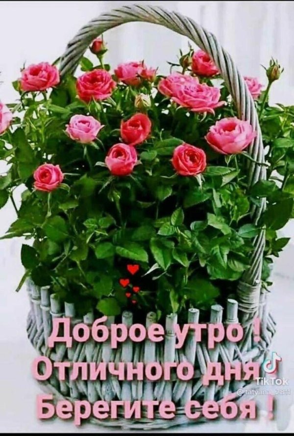 красивые розы доброе утро