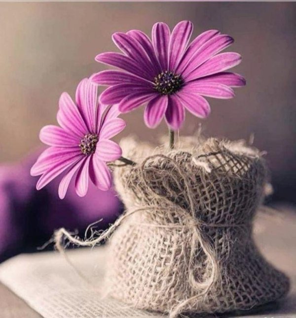 цветок остеоспермум