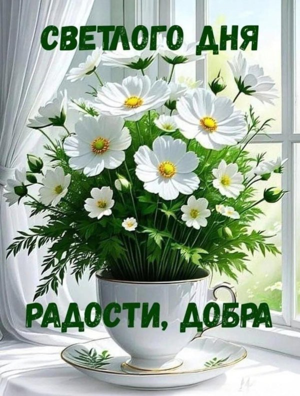 ромашки доброе утро