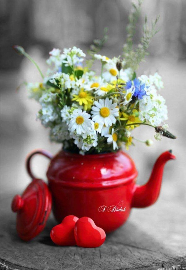 утренние цветы