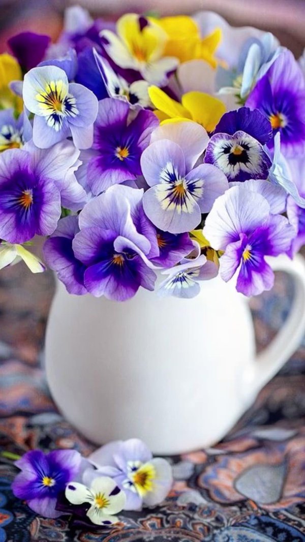 анютины глазки