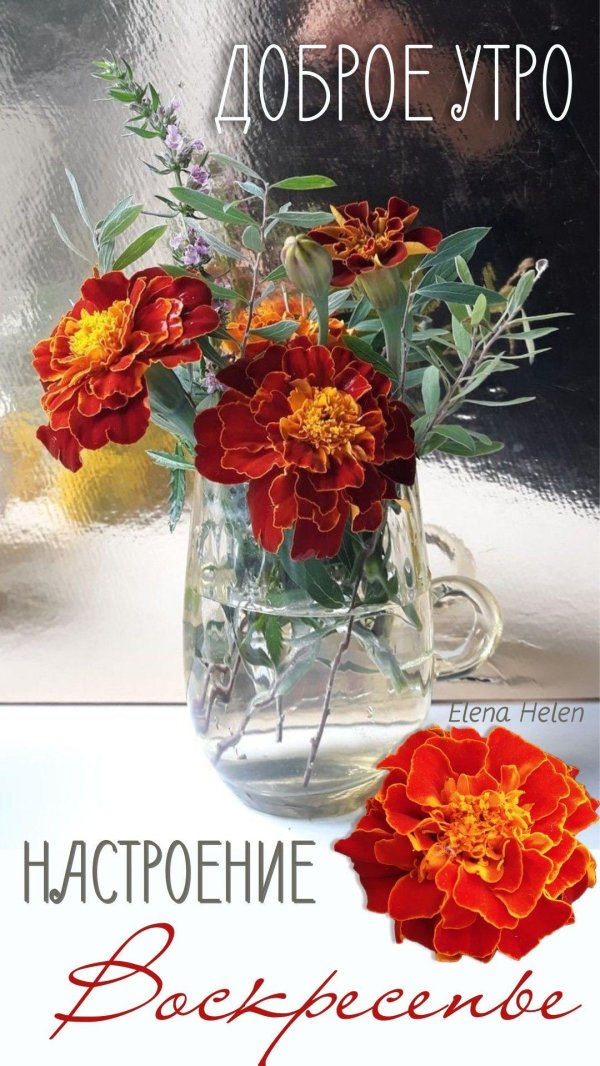 цветок бархатцы