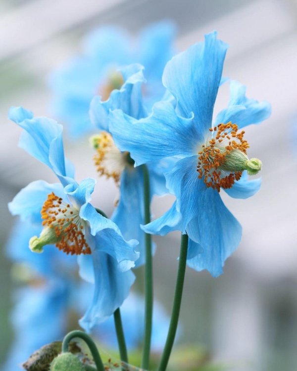 гималайские голубые маки