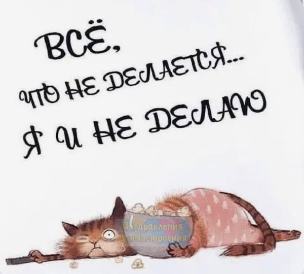 веселые цитаты