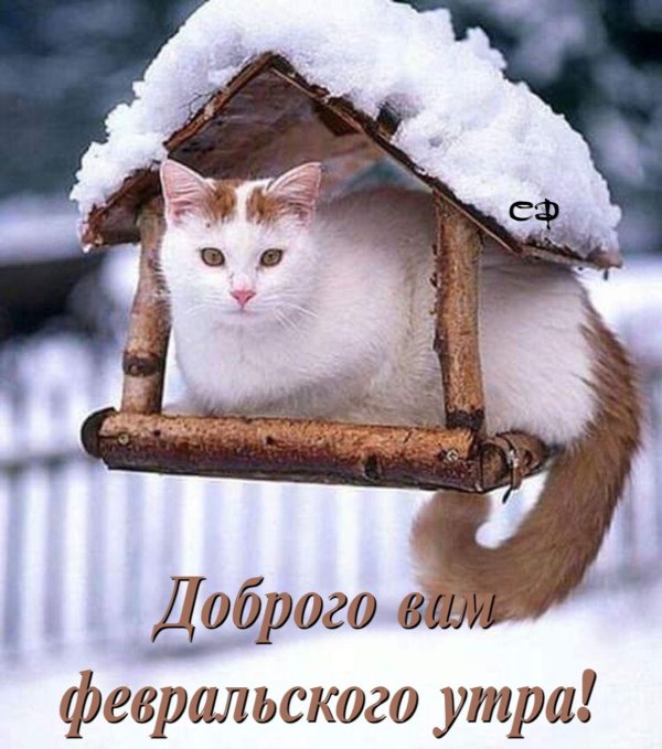 коты зимой