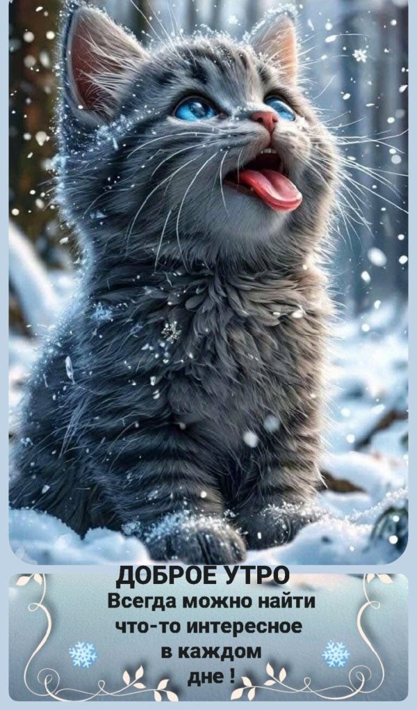 очаровательные котята