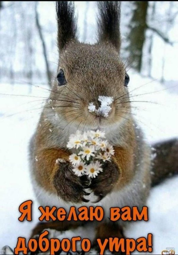 открытка зимняя с добрым утром