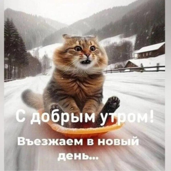 с добрым утром кот