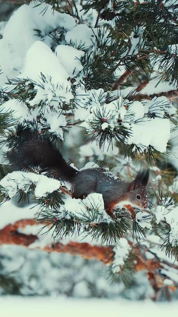 белка зимой