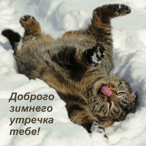 кот в снегу