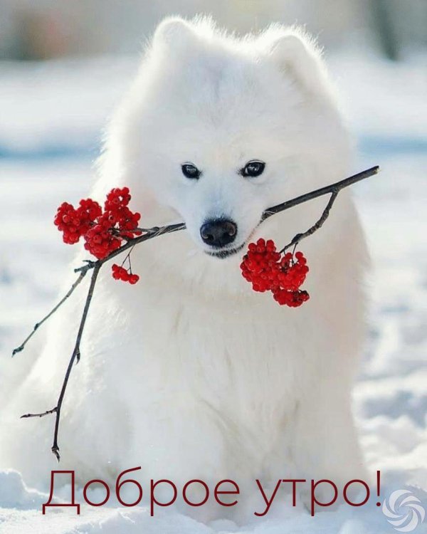 самоедская лайка