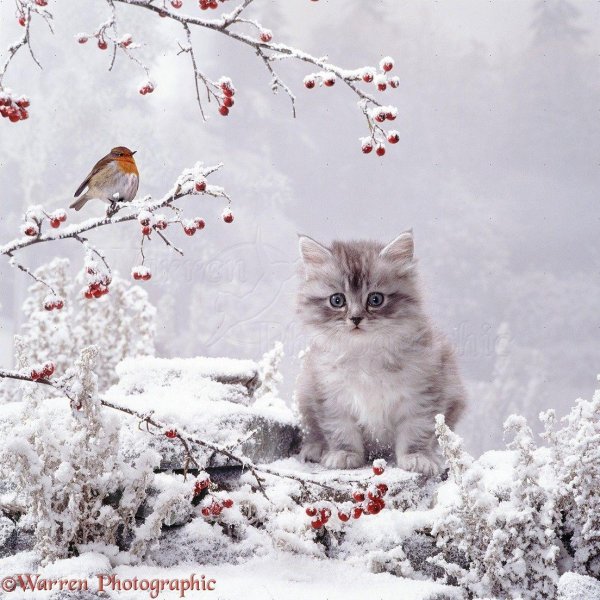 зимний приветик