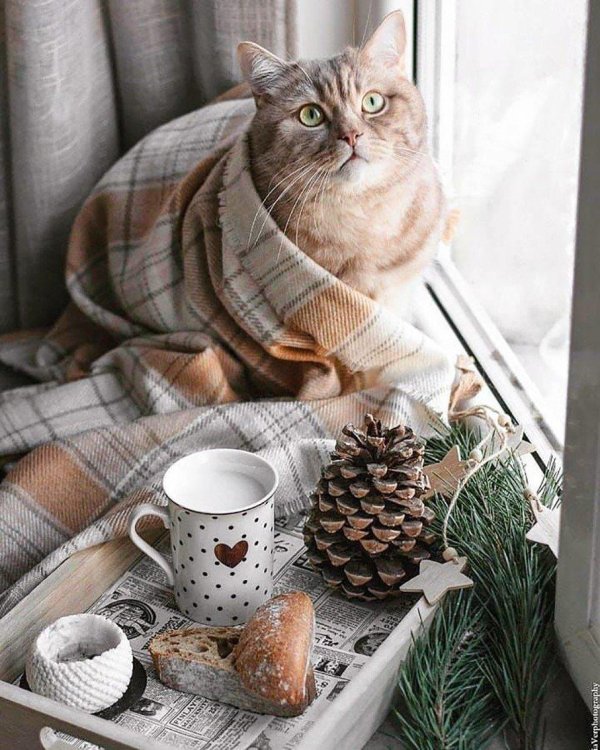 уютный котик