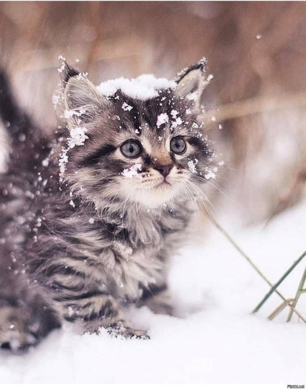 кот зима