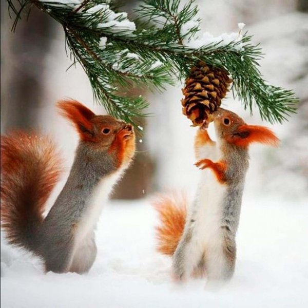 белочки вадим трунов