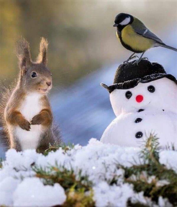 животные зимние