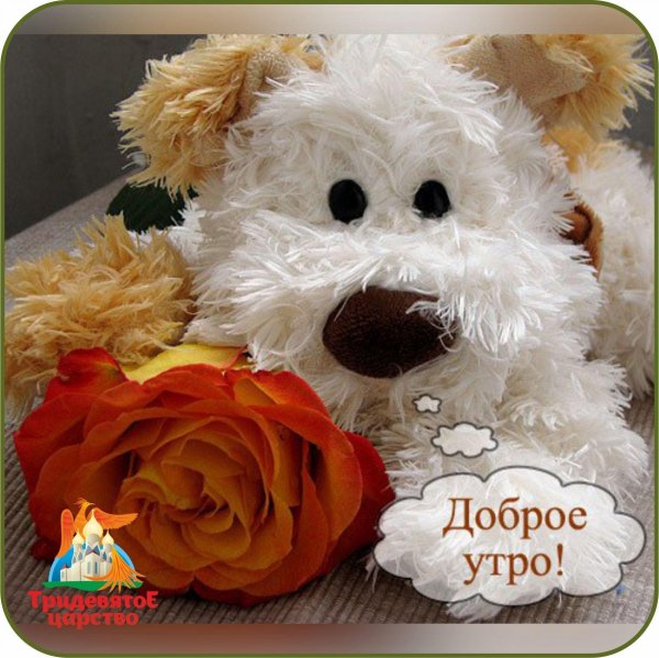 доброе утро медвежата