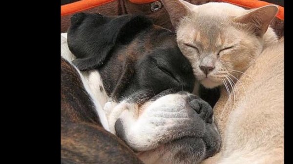 приколы про животных