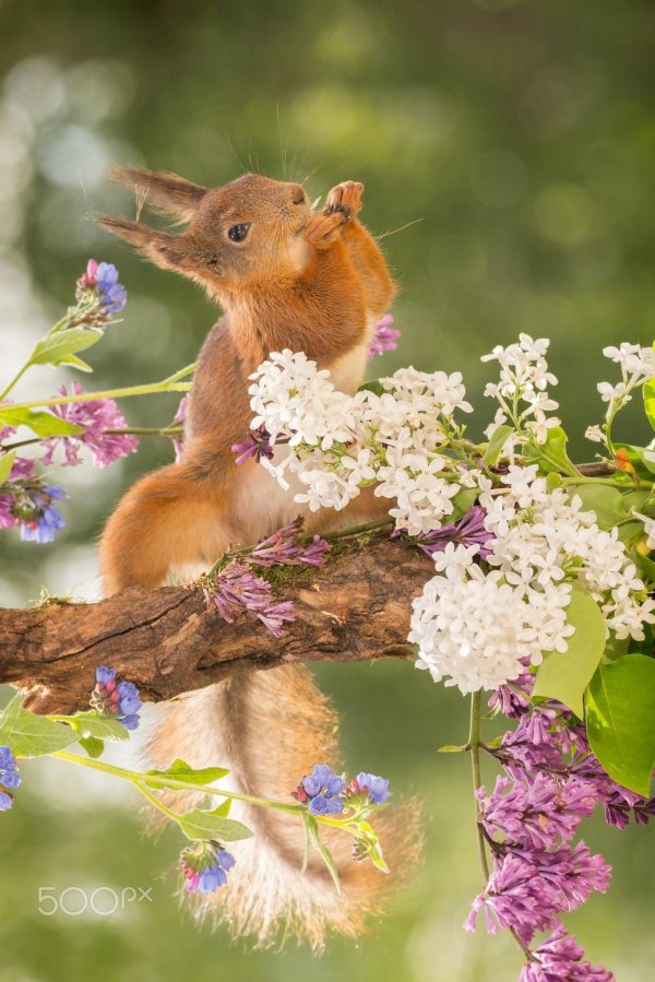 белка весной