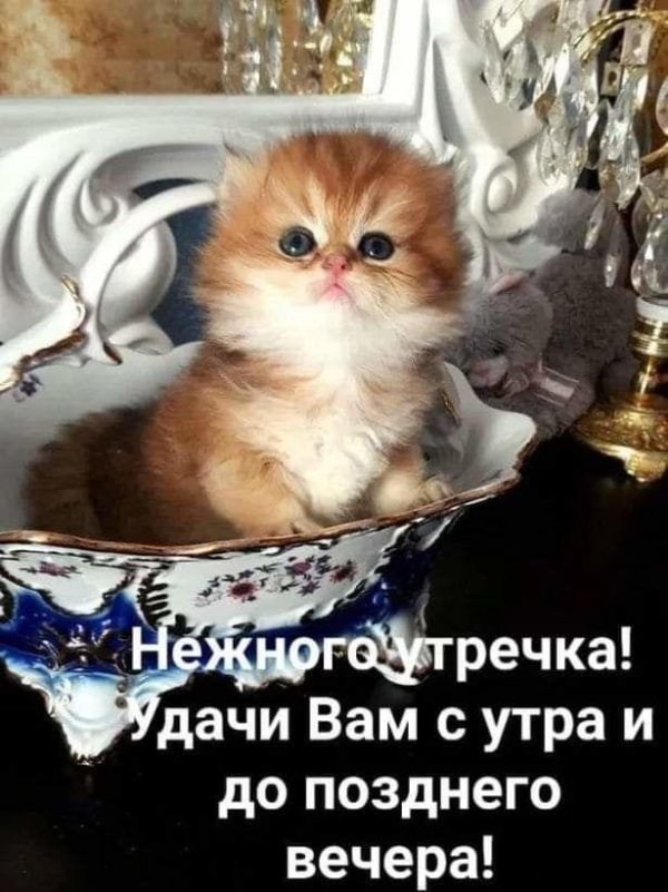 британская котенок